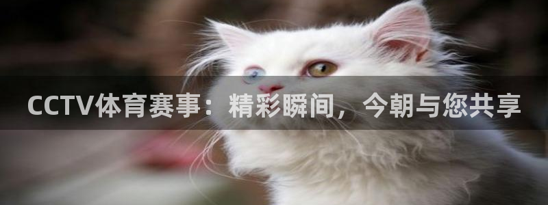球神直播足球直播在线观看