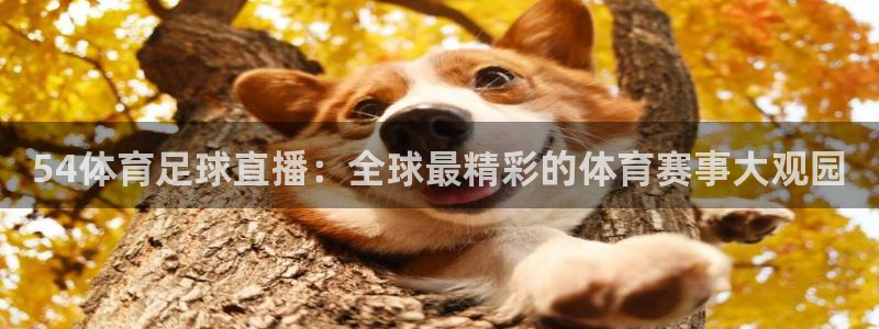 球神体育直播在线
